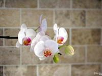 62487CrLeUsm - Orchid on the counter against the backsplash   Each New Day A Miracle  [  Understanding the Bible   |   Poetry   |   Story  ]- by Pete Rhebergen